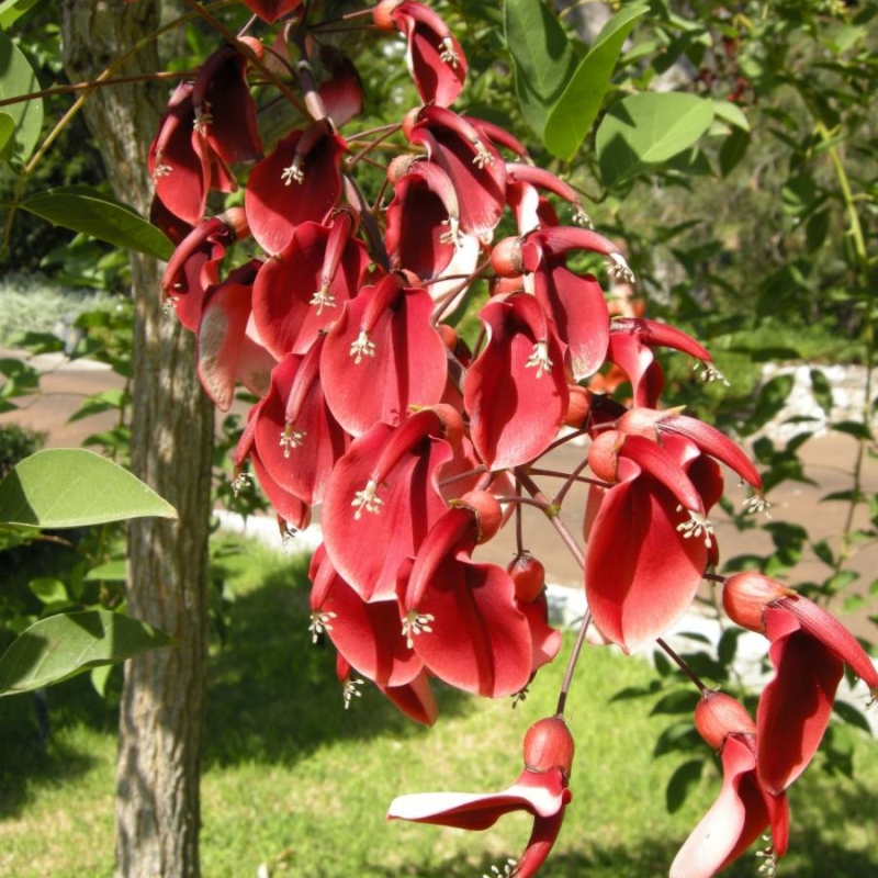 Cockspur Coral Tree Erythrina crista-galli